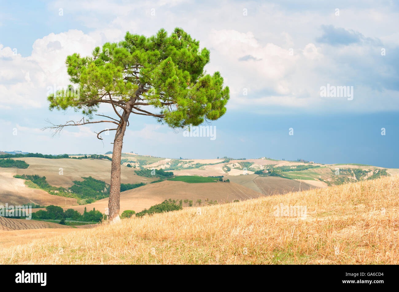 Einsamer Baum auf dem Hügel der Toskana Italien. Stockfoto
