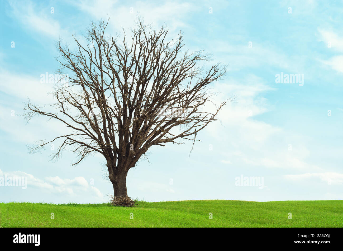 Alter Baum im Feld, Toskana Italien. Stockfoto