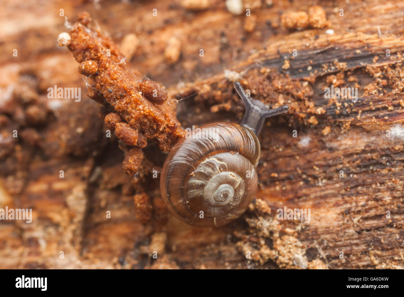 Eine schnelle Gloss (Zonitoides Arboreus) Schnecke bewegt sich langsam auf der Oberfläche eines faulen Baumes. Stockfoto