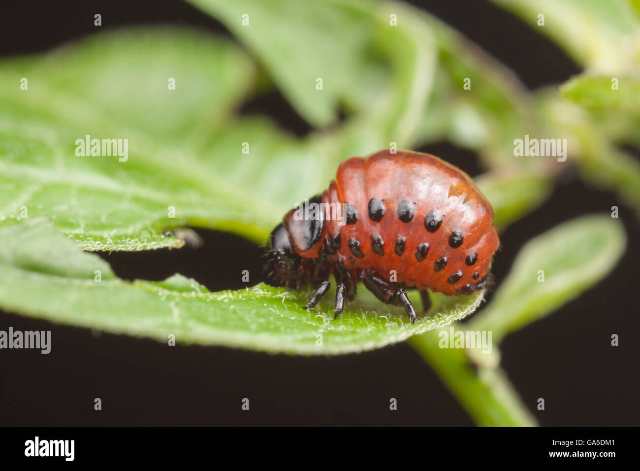 Kartoffelkäfer (Leptinotarsa Decemlineata) Larve frisst ein Blatt. Stockfoto