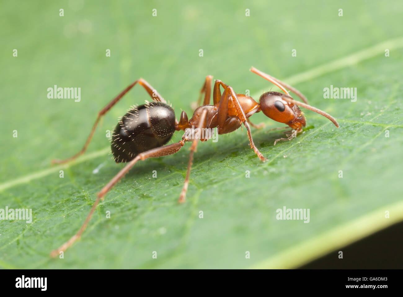 Eine Formicine Ant (Formica incerta) Grünfutter auf ein Blatt. Stockfoto