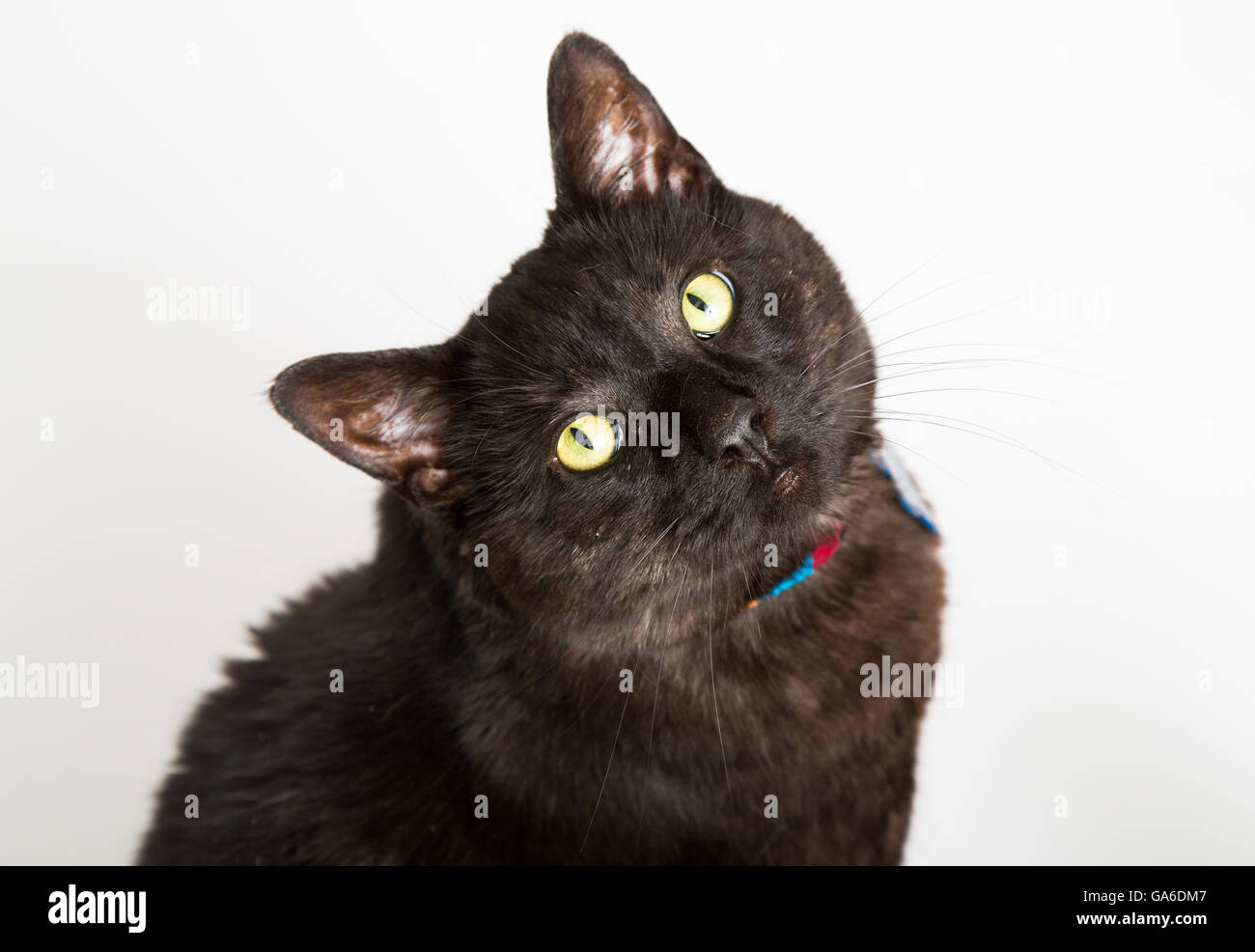 Eine schwarze Katze auf einem weißen Hintergrund Stockfoto