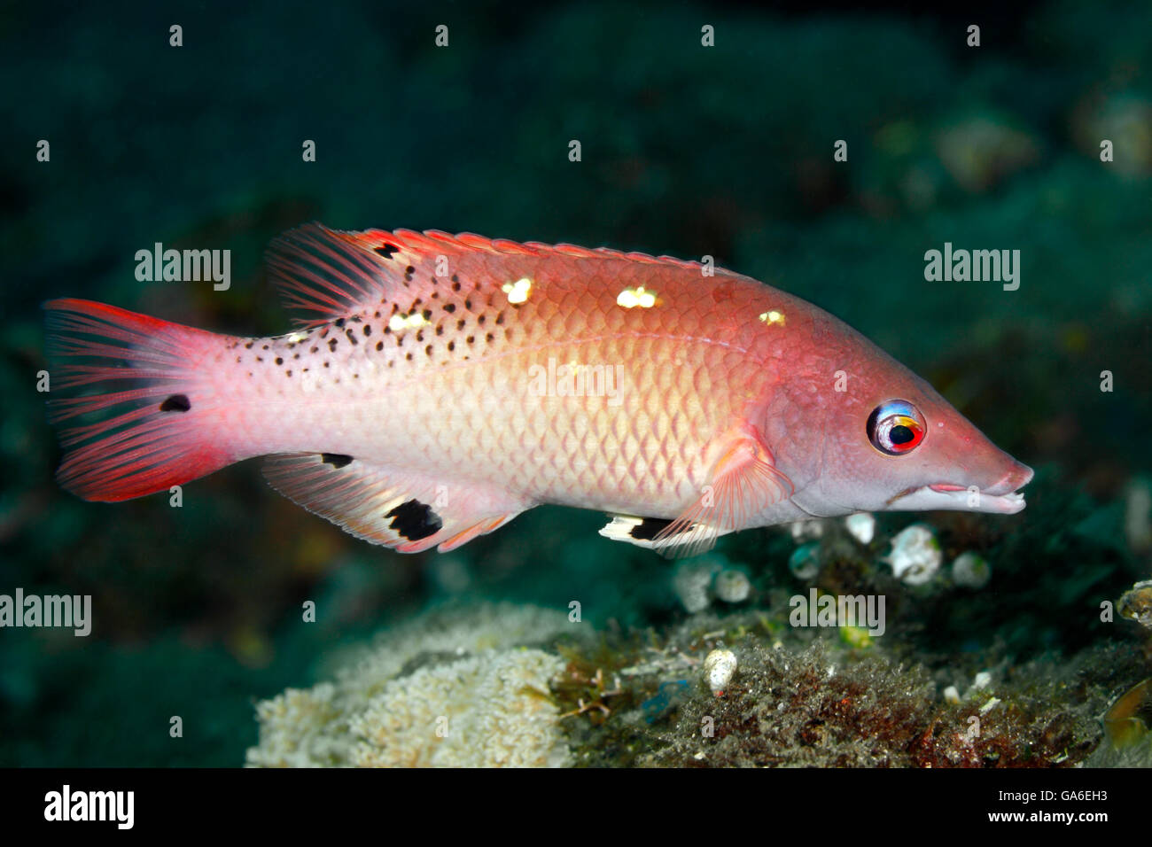 Dianas Lippfische, auch bekannt als Dianas Pigfish, Bodianus Diana. Tulamben, Bali, Indonesien. Bali Meer, Indischer Ozean Stockfoto