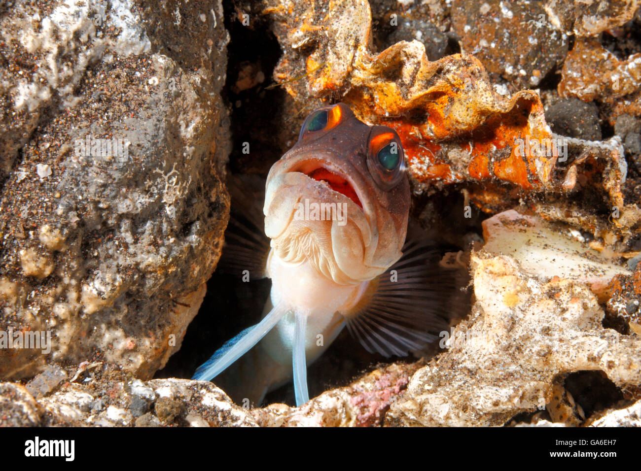 Gelbbarren-Jawfish, auch bekannt als Gold-Specs-Jawfish, Opistognathus randalli, späht aus dem Bau heraus. Tulamben, Bali, Indonesien Stockfoto