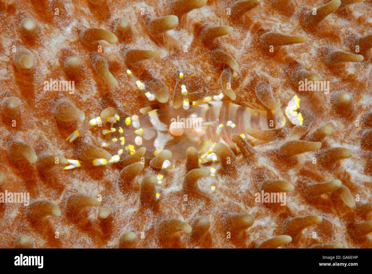 Versteckte Corallimorph Garnelen, Pliopontonia Furtiva, auf Corallimorph, Amplexidiscus Fenestrafer Leben. Tulamben, Bali, Indonesien. Stockfoto