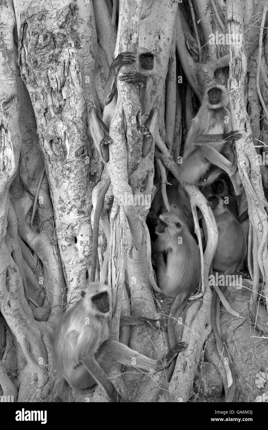 Das Bild des gemeinsamen Languren (Semnopithecus Entellus) aufgenommen in Ranthambore Nationalpark, Indien Stockfoto