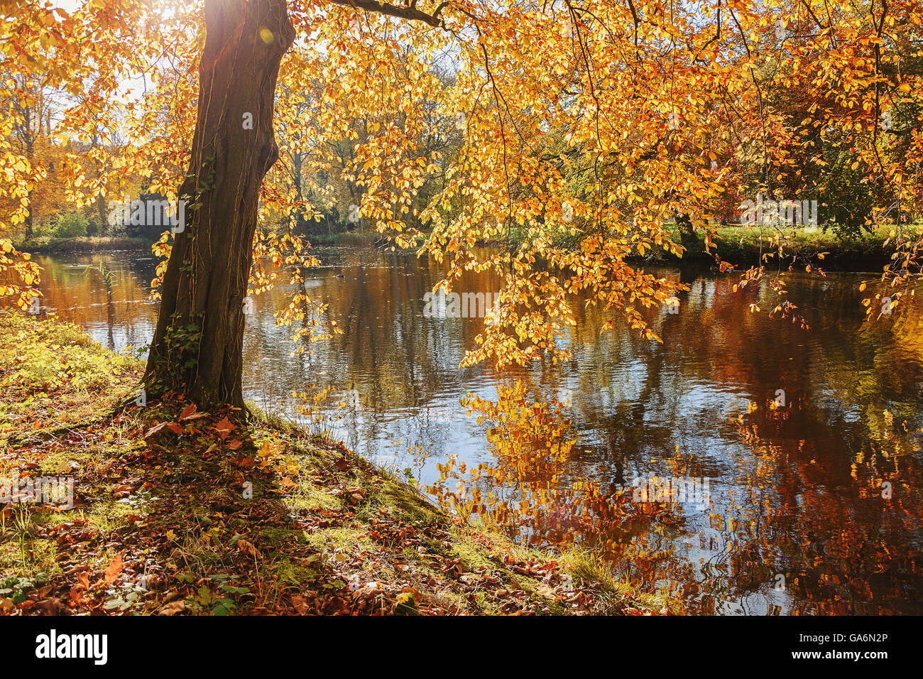 Der Park an der Burg de Haar im Herbst Stockfoto