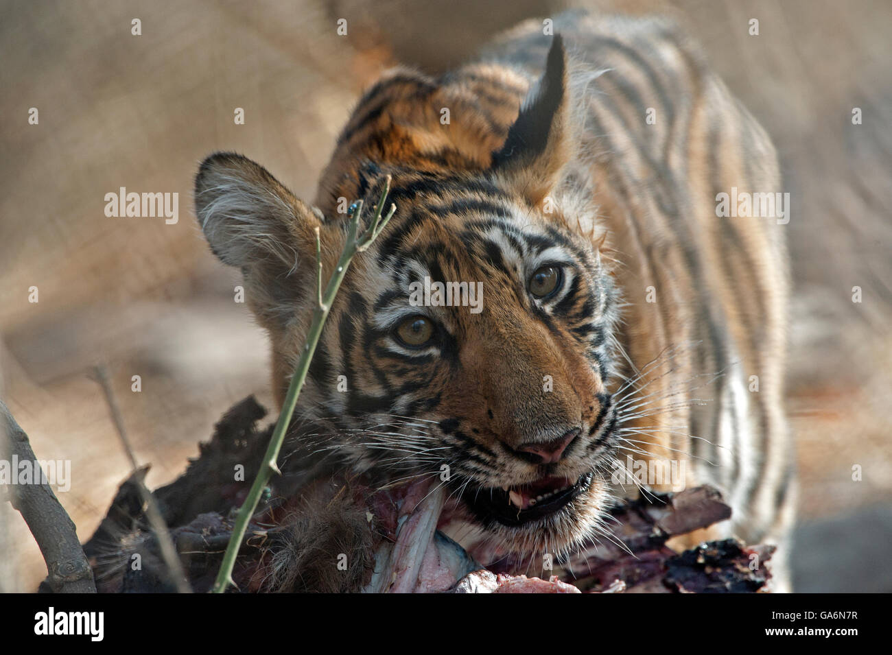 Das Bild von Tigerbaby (Panthera Tigris) der T60 aufgenommen in Ranthambore, Indien Stockfoto