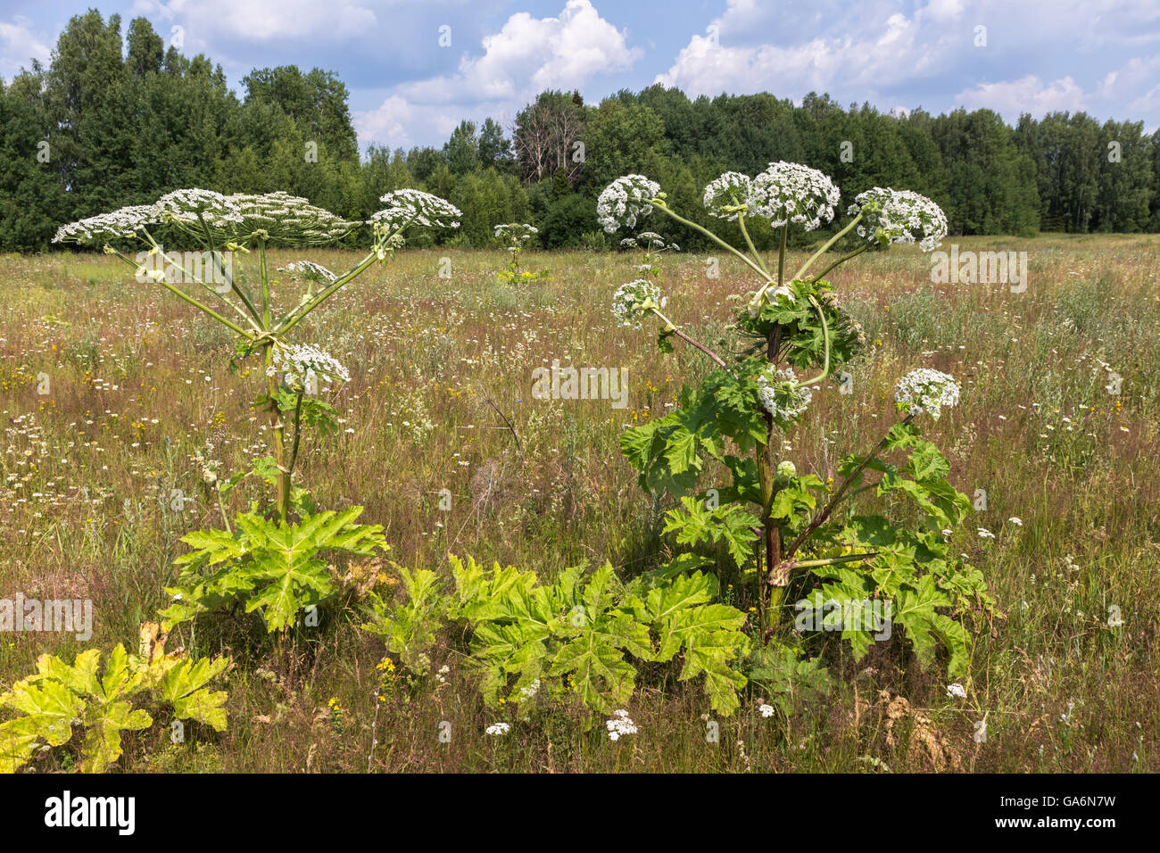 Kuh Pastinaken im Sommer Stockfoto