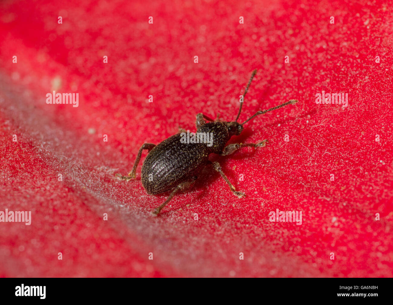 eine kleine schwarze Käfer kriechen auf eine rote Blütenblatt-Pflanzen  Stockfotografie - Alamy