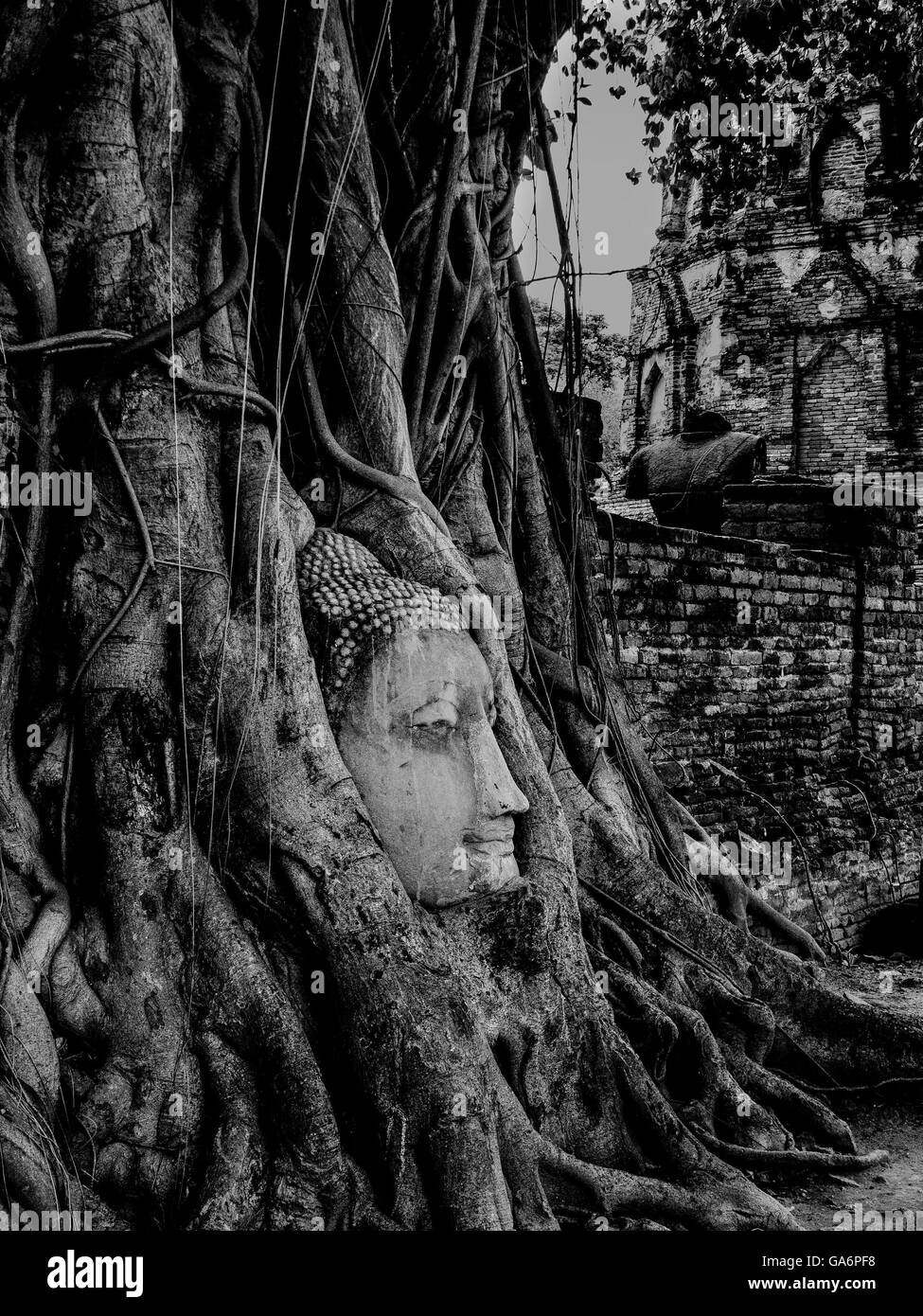 Buddha-Kopf eingehüllt im Baum im Wat Mahathat Ayutthaya thailand Stockfoto