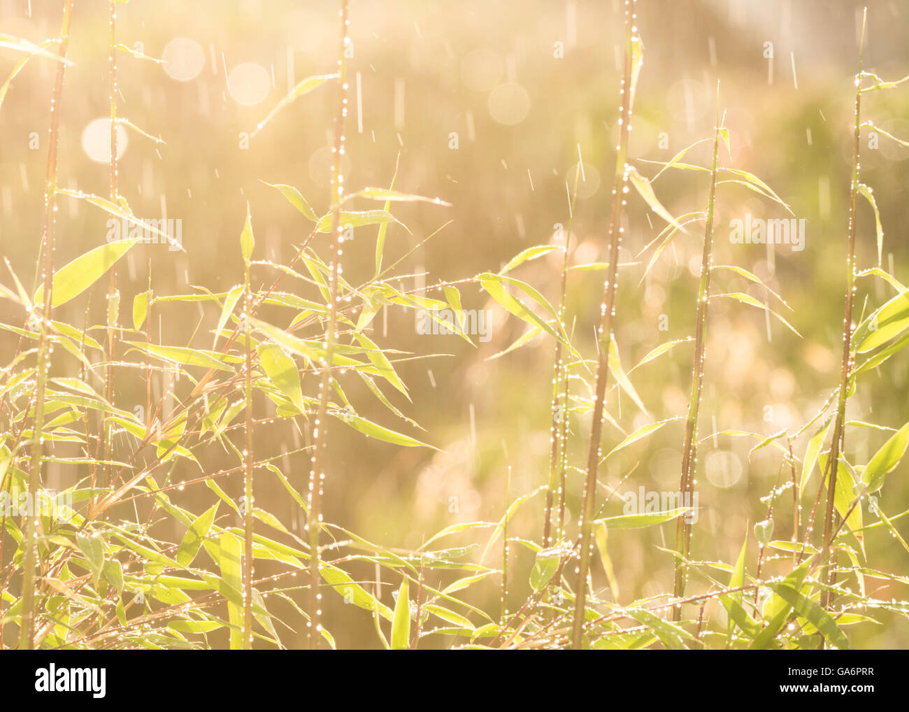 Sommerregen - Dusche Regen fällt auf Bambuspflanze im Garten in Schottland Stockfoto