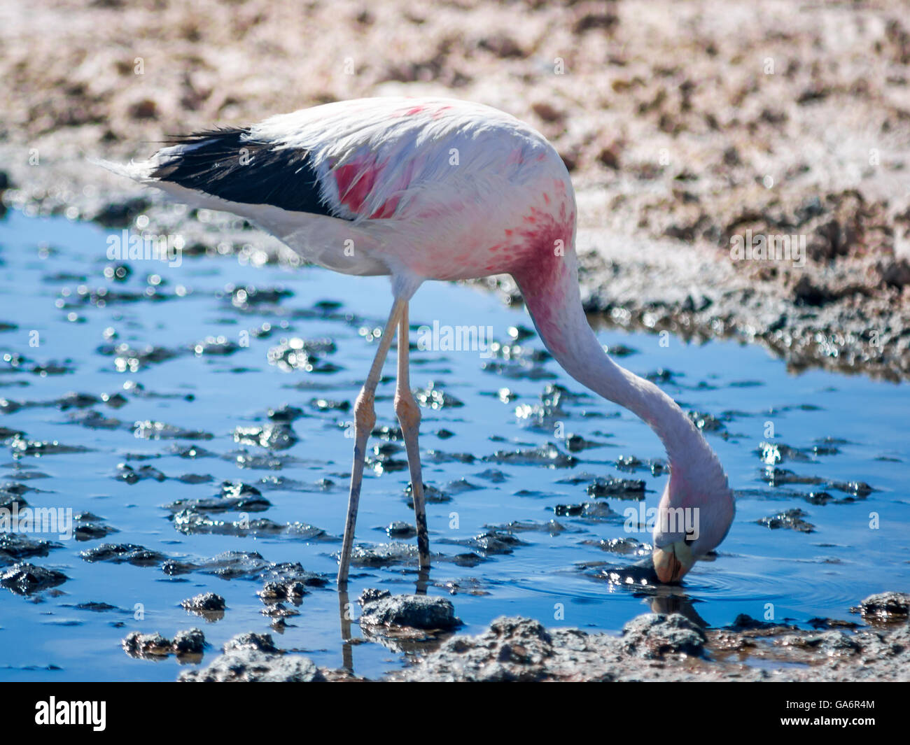 Anden Flamingo Fütterung in den seichten Gewässern der Salar de Atacama Stockfoto
