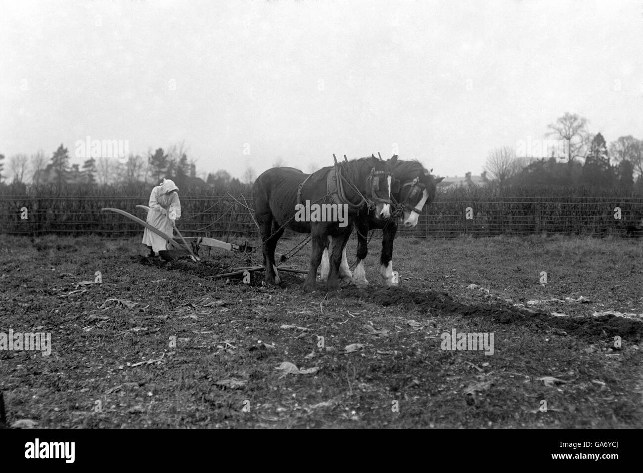 Landwirtschaft - Frauen Bei Der Arbeit - Pflügen - 1910. Eine Frau arbeitet an einem Pflug auf der Spring Hall Farm. Stockfoto