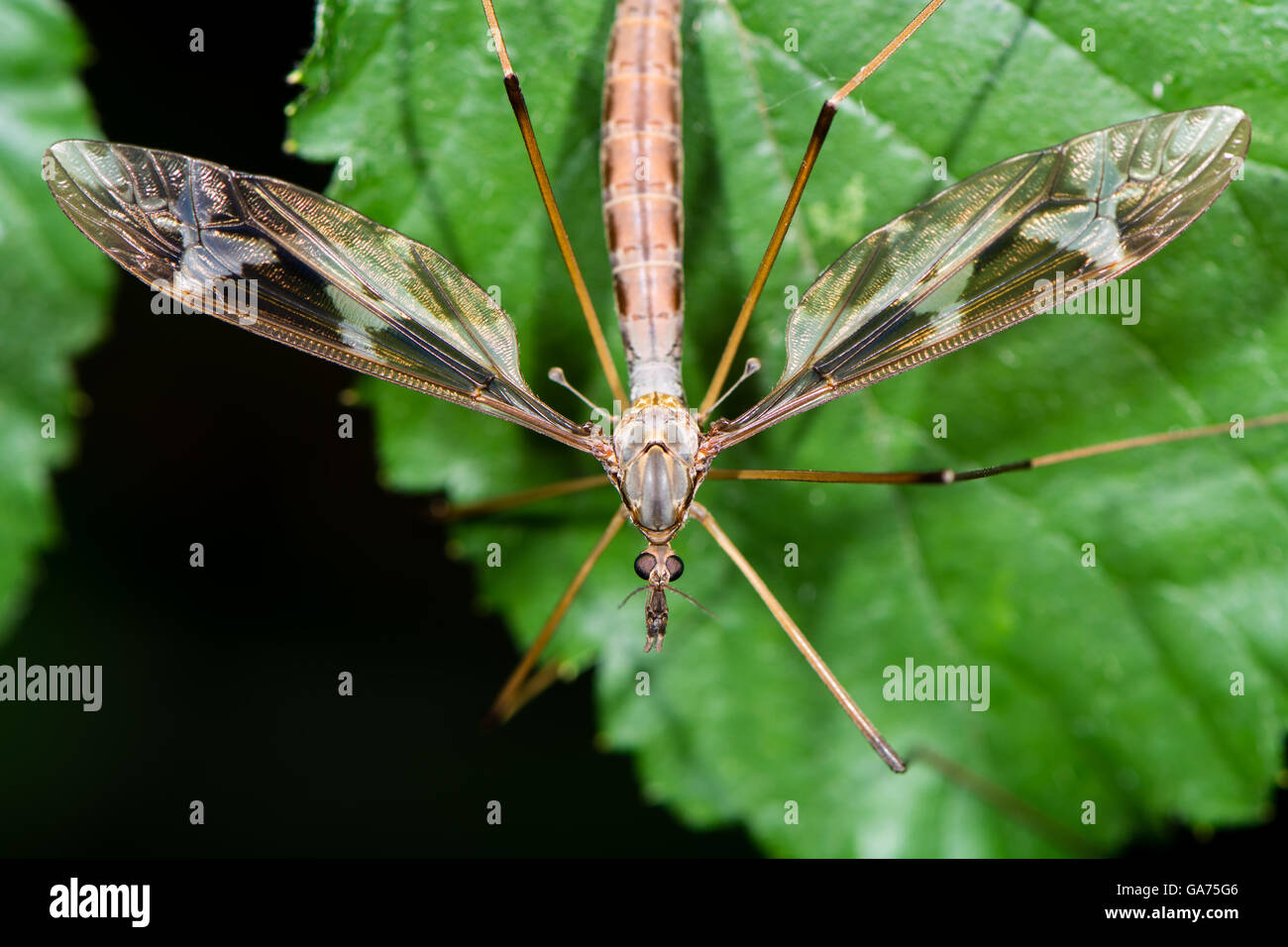 Tipula Maxima Schnake. Größte britische Kran-Fly in der Familie Tipulidae, zeigt stark gemusterten Flügel Stockfoto