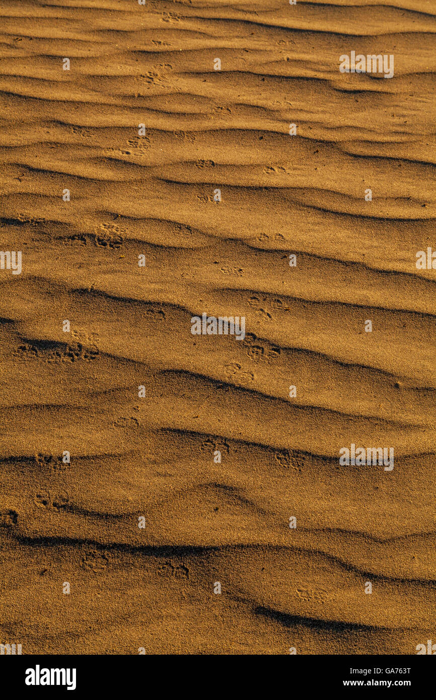 Tierische Fußspuren im Sand an der Mesquite Sanddünen im Death Valley National Park, Kalifornien, USA Stockfoto