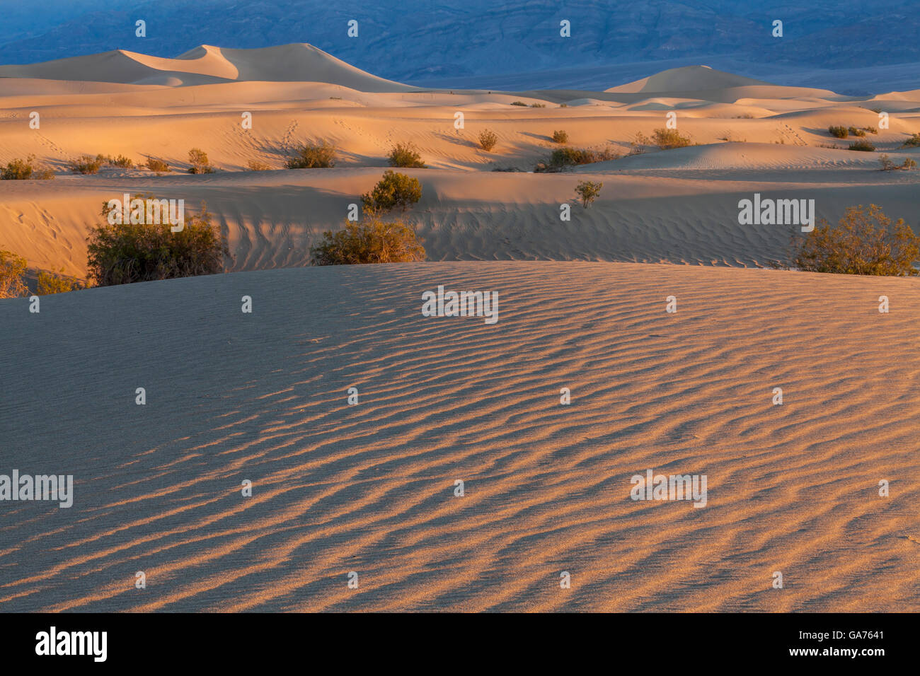 Mesquite Sanddünen im Death Valley National Park, Kalifornien, USA Stockfoto