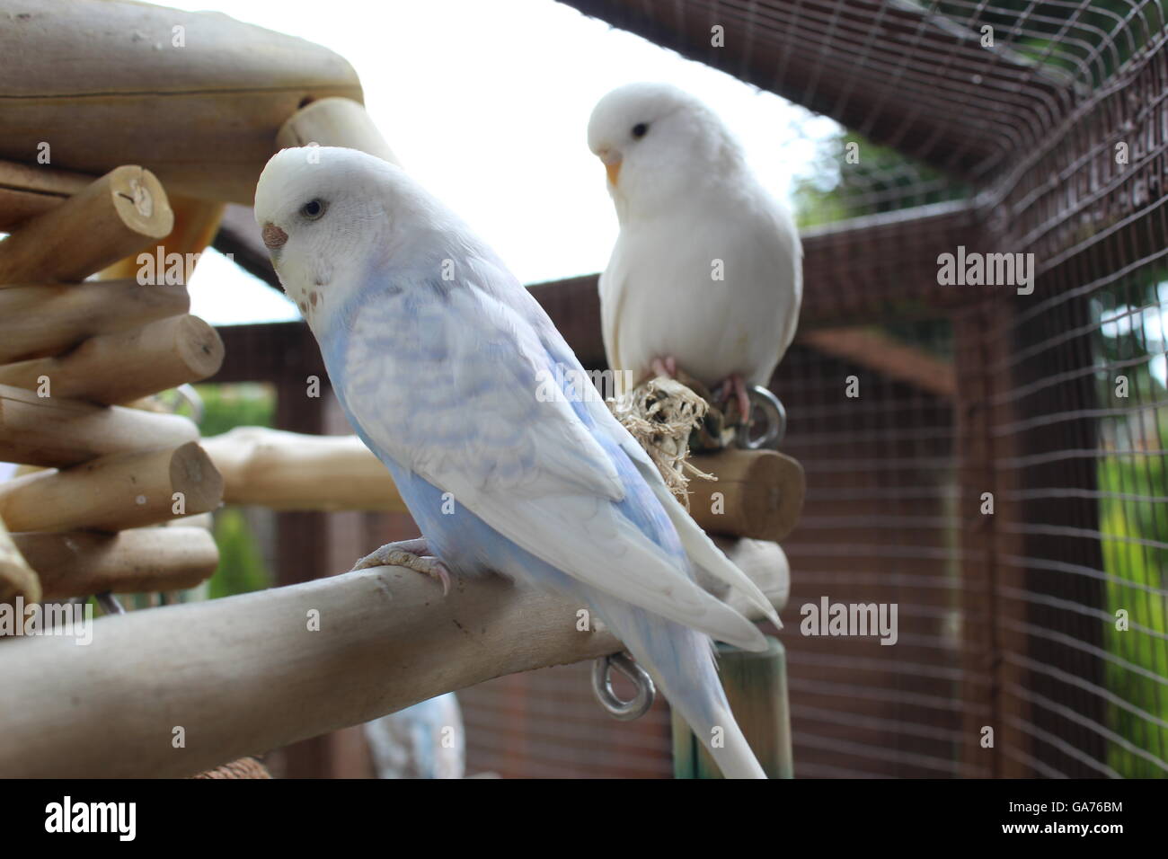 Einige Aufnahmen von meine Vögel im Sommer 2016! Stockfoto