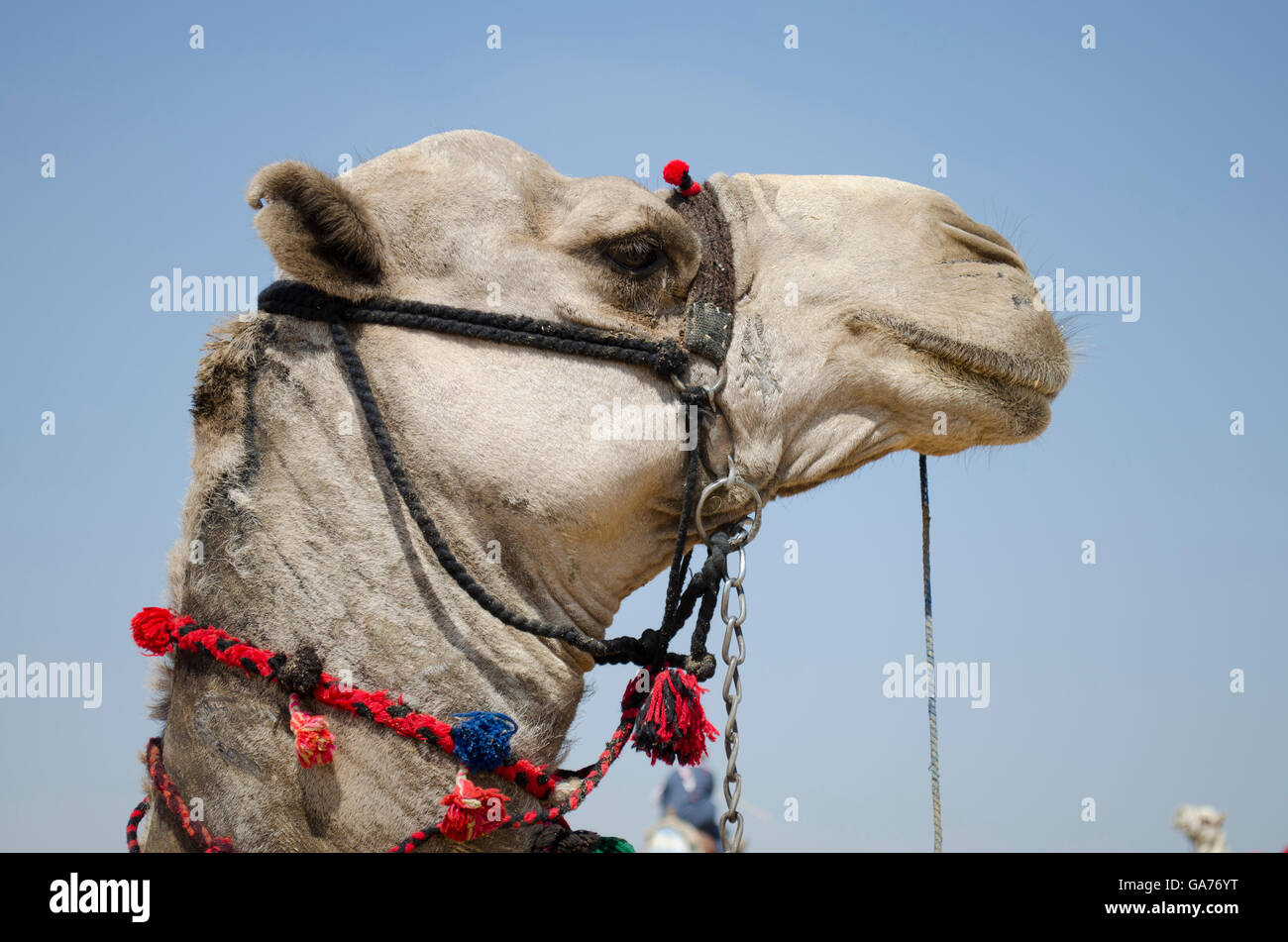 Ein Kamel Kopf Stockfoto