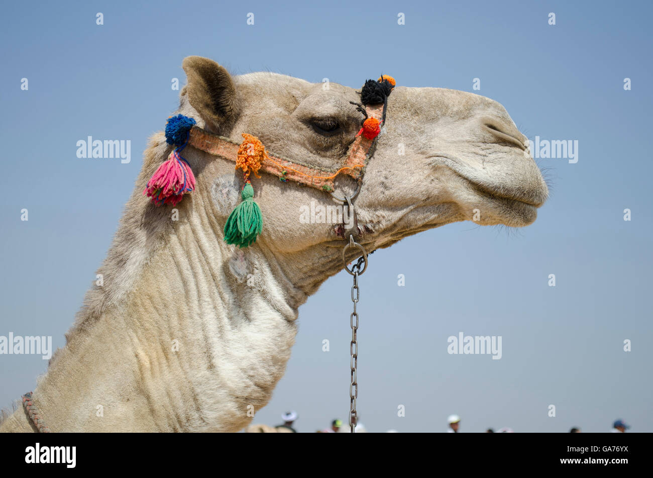 ein Kamel Kopf in Nahaufnahme Stockfoto