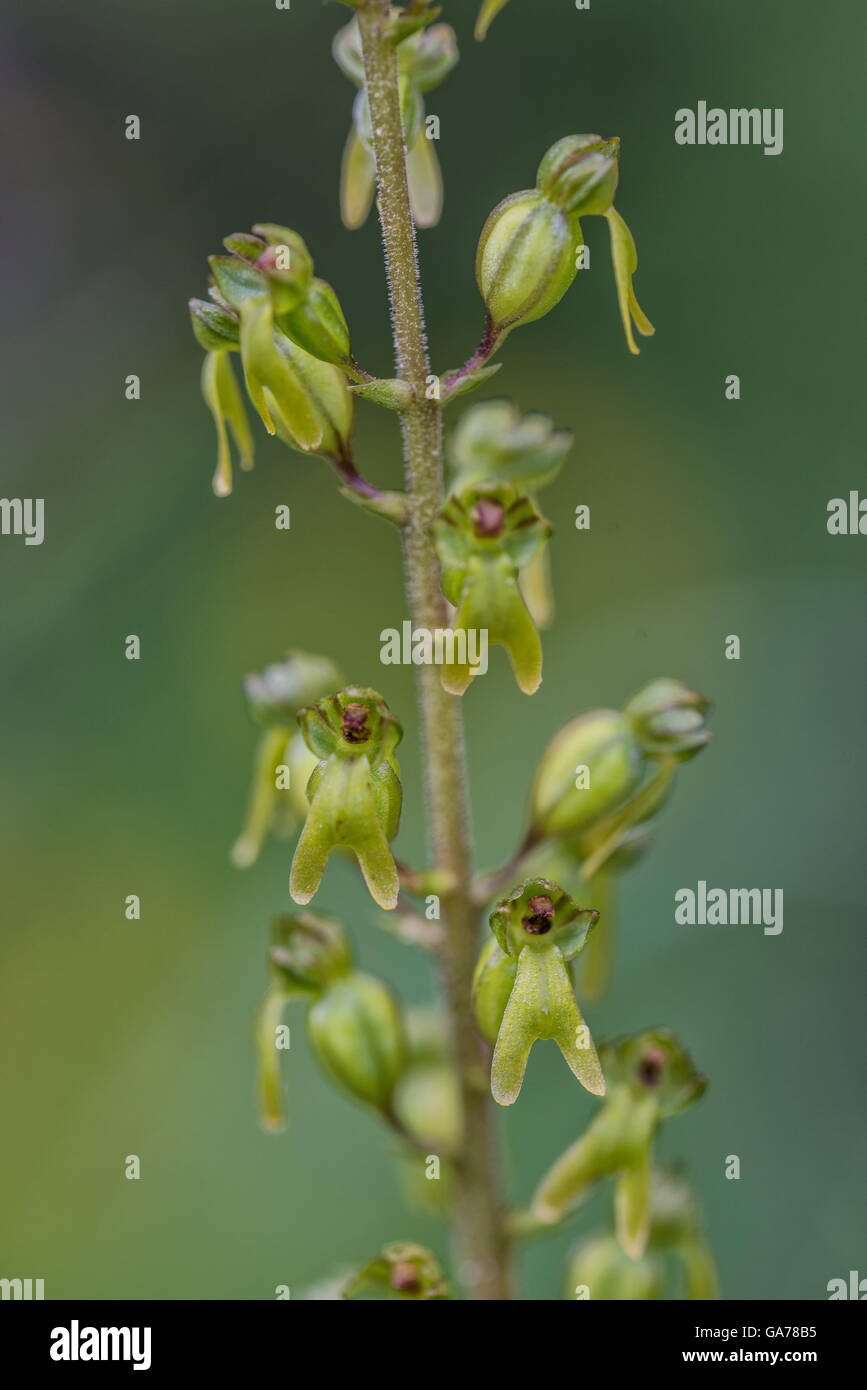 Grosses Zweiblatt (Listera Ovata) Stockfoto