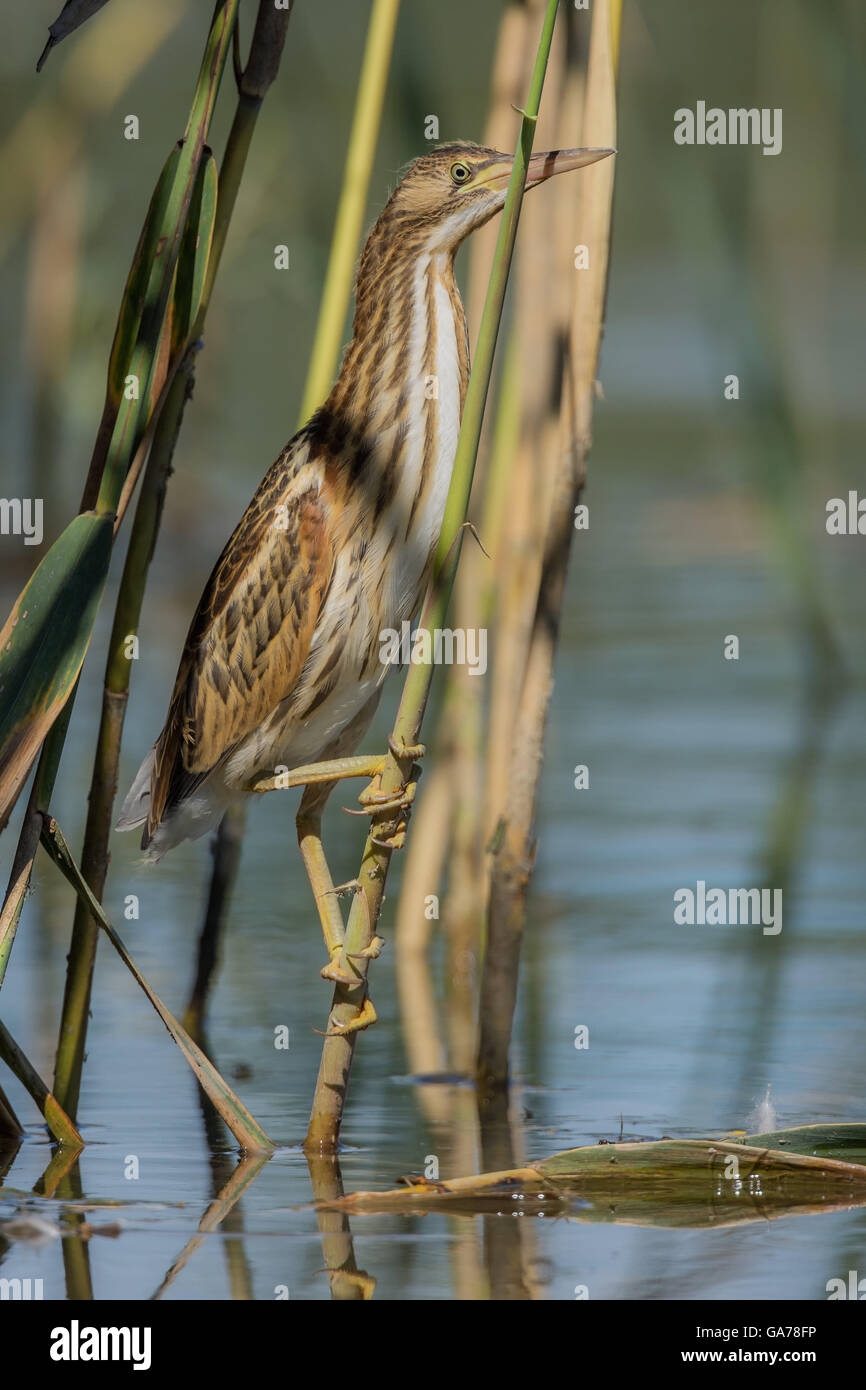 Zwergdommel (Ixobrychus Minutus) Stockfoto