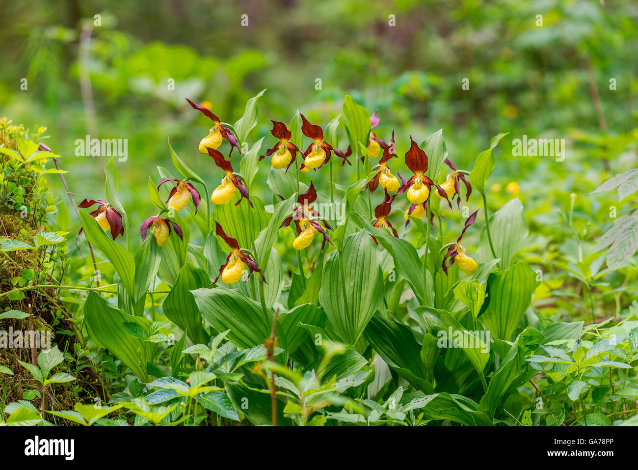 Frauenschuh (Cypripedium Calceolus) Ladys Slipper Orchidee Stockfoto