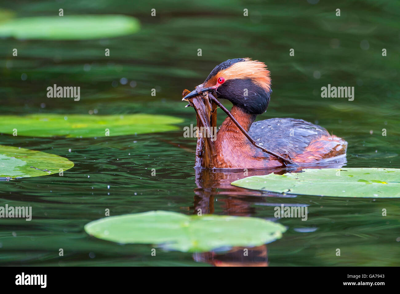 Ohrentaucher (Podiceps Auritus) slawonischen Grebe Stockfoto