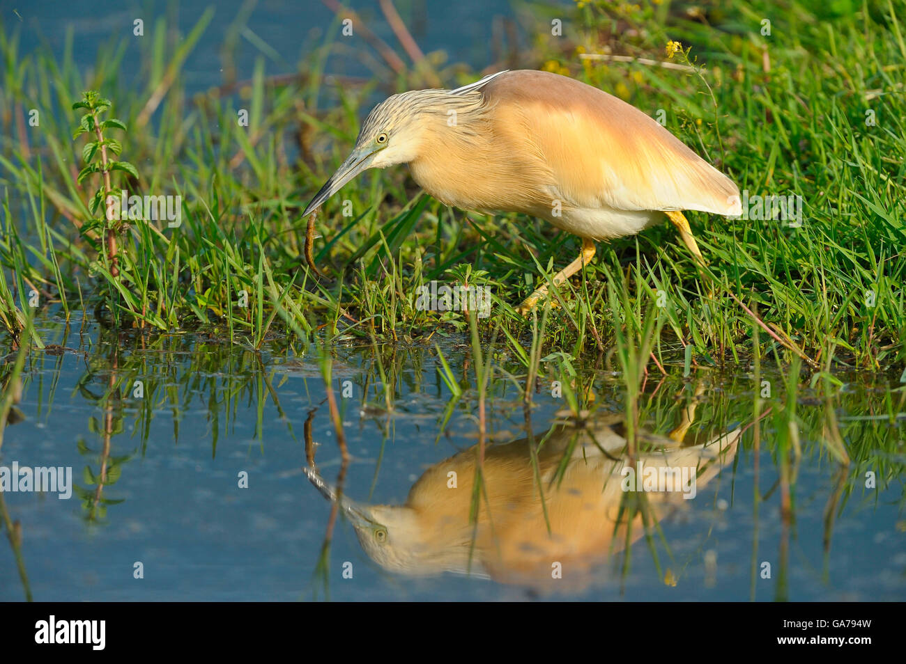 Rallenreiher, Ardeola Ralloides, Sqacco Heron Stockfoto