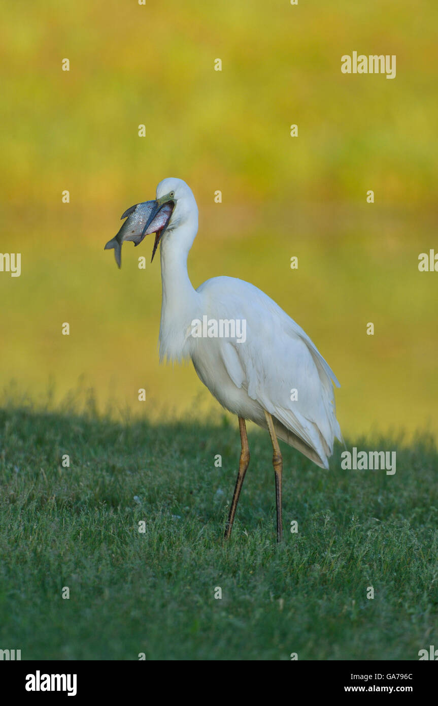 Silberreiher (Casmerodius Albus) Silberreiher Stockfoto