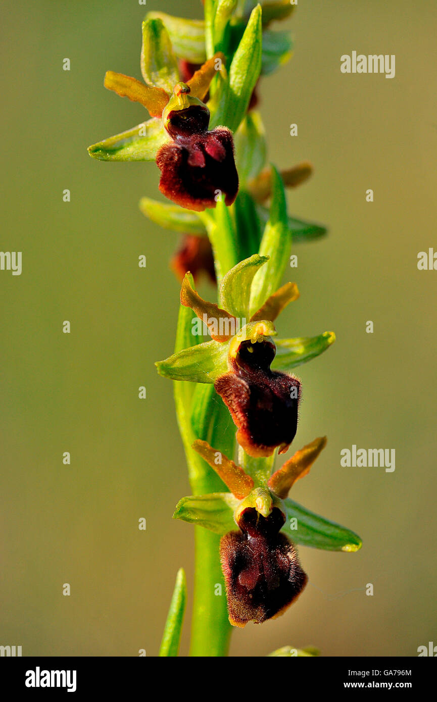 Spinnenragwurz (Ophrys Sphegodes) frühen Spider Orchid Stockfoto