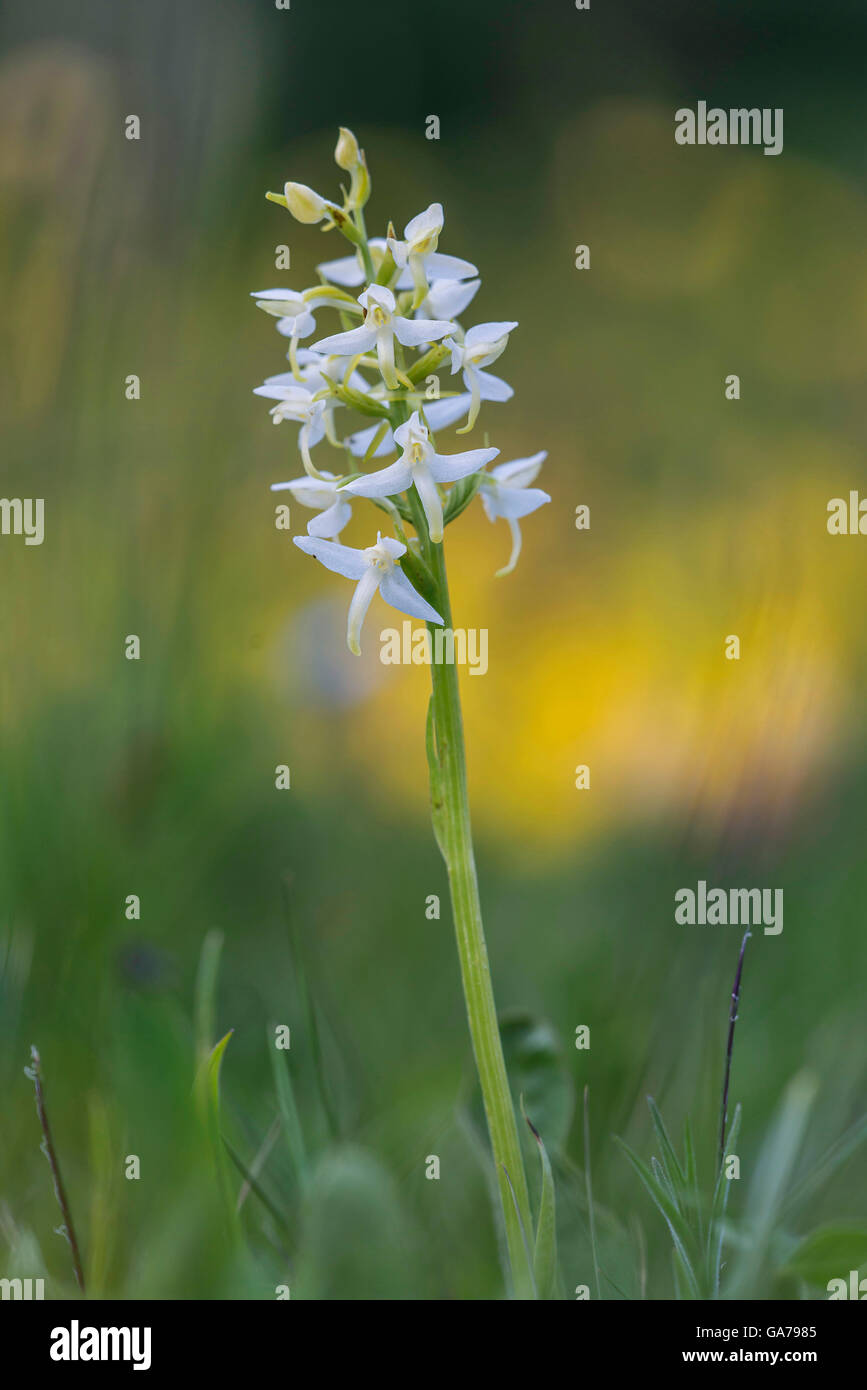 Weisse Waldhyazinthe (Platanthera Bifolia) weniger Schmetterlings-Orchidee Stockfoto