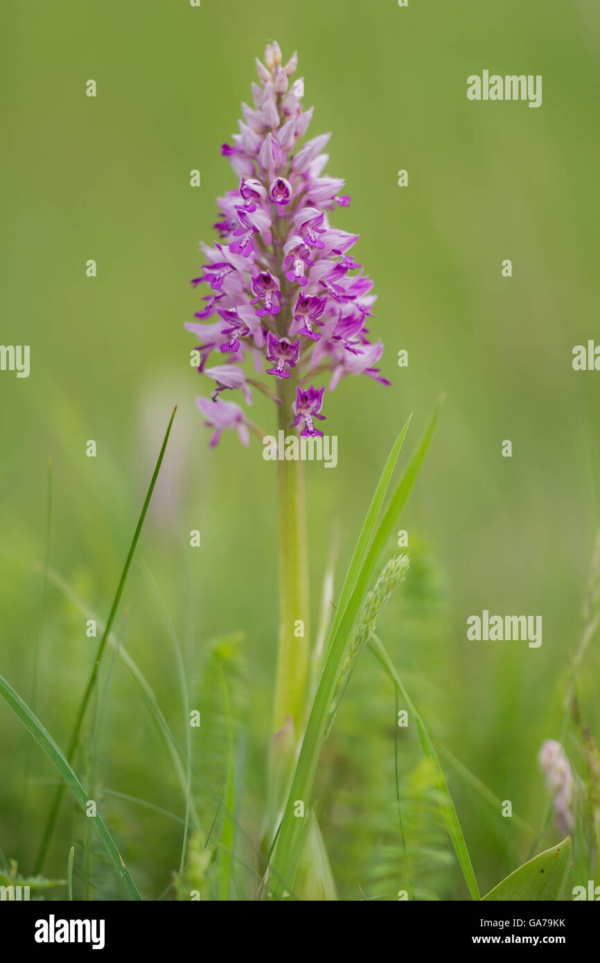 Militärische Orchidee (Orchis Militaris) Stockfoto