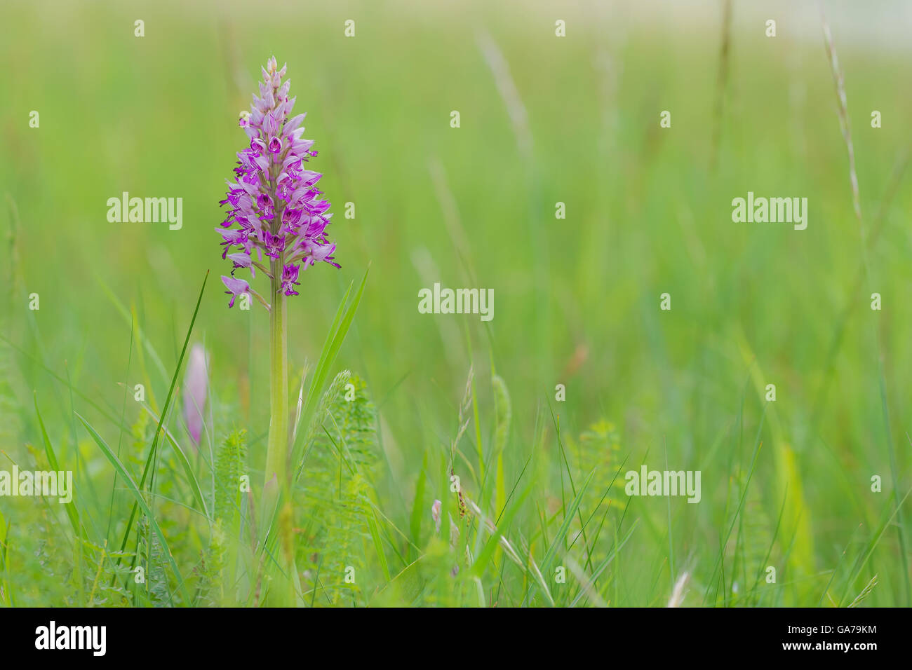 Militärische Orchidee (Orchis Militaris) Stockfoto