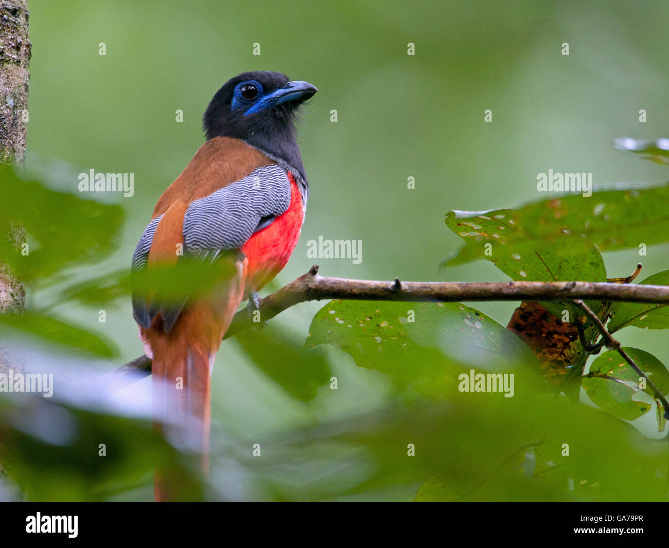 Das Bild des Malabar Trogon (Harpactes Fasciatus) aufgenommen in Kerala