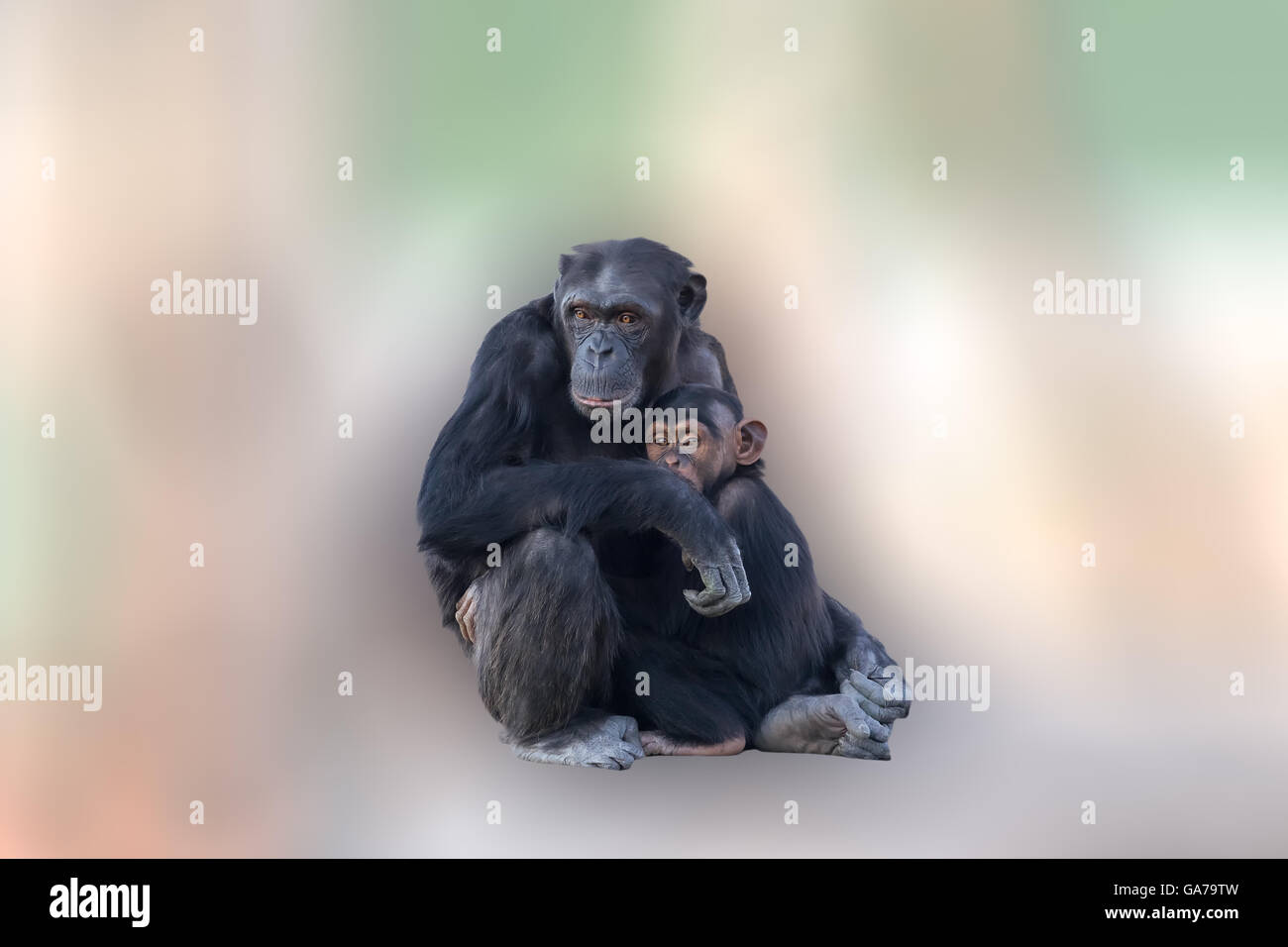 Mutter Schimpansen umarmen ihr Baby. Ein liebevoller Moment zwischen den Tieren auf eine abstrakte und bunten Hintergrund. Delphine spielen und Stockfoto