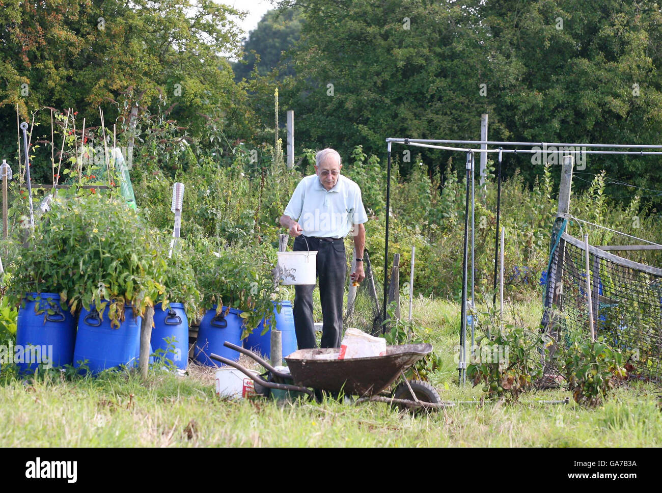 Ein einheimischer Mann arbeitet an seiner Zuteilung in der Nähe der Normandie, Surrey, wo vor kurzem die Maul- und Klauenseuche bei lokalen Rindern ausbrach. Stockfoto