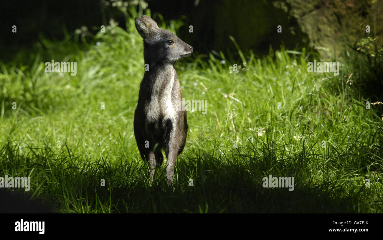 Sibirischer Moschus Hirsche. Dmitri, einer von zwei kleinen sibirischen Moschushirschen, die im Zoo von Edinburgh geboren wurden. Stockfoto