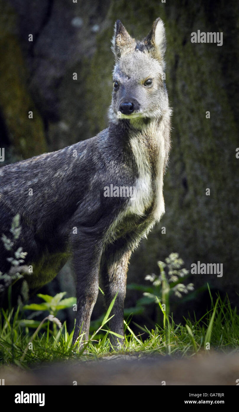 Dmitri einer von zwei kleinen sibirischen Moschushirschen, die im Zoo von Edinburgh geboren wurden. Stockfoto