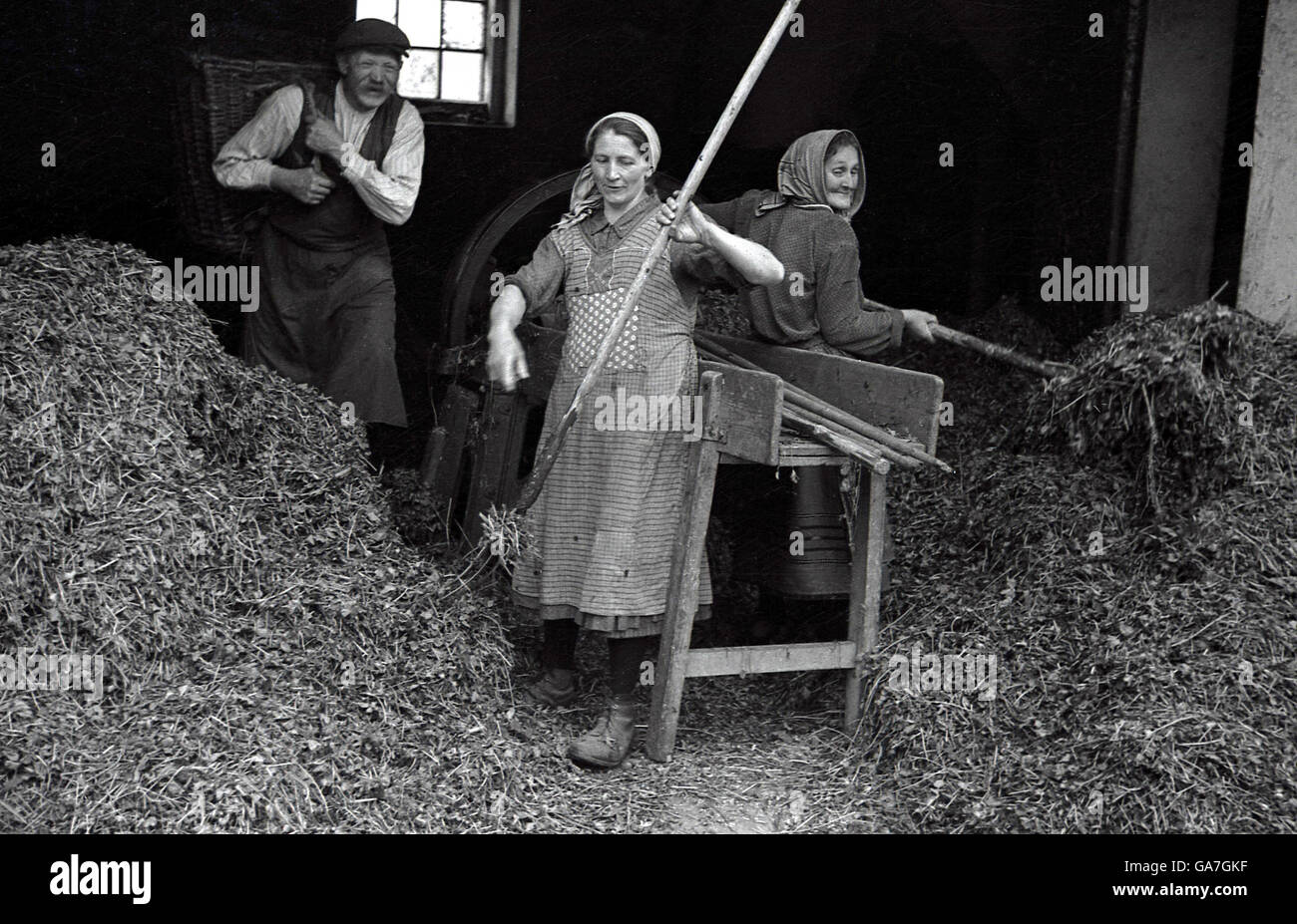 1930er Jahre, Historica, drei Landarbeiter, die Futtermittel in einer Scheune, Lauterbach, Böhmen, das Sudetenland, in der Zeit vor dem Zweiten Weltkrieg 11 Tschechoslowakei Stockfoto