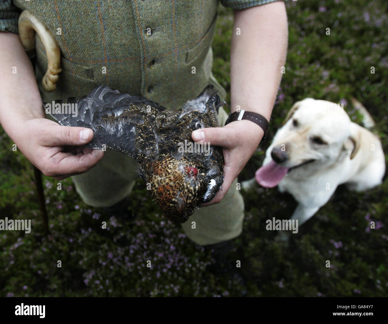 Der Wildhüter Gavin Hannan findet auf dem Moor des Birkhuhns im Glen Lethnot-Anwesen im Angus Glens bei Edzell, Schottland, einen von einem Fuchs getöteten Birkhühner während eines Fotoanrufs des Game Conservancy Trust zur Eröffnung der am Montag beginnenden Rothuhnensaison. Stockfoto