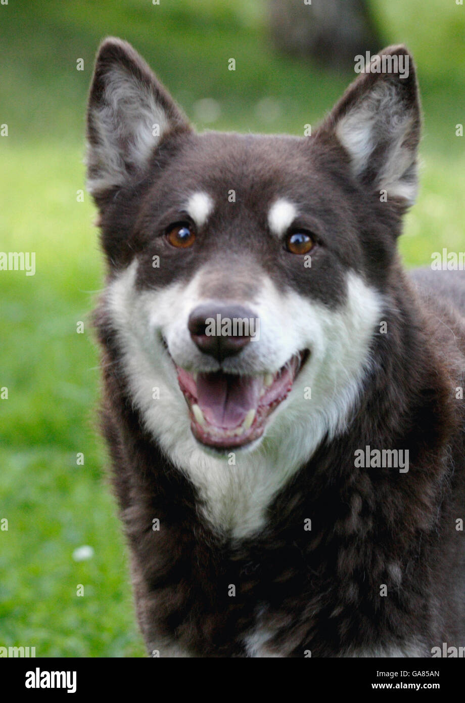 Laponian Herder Stockfoto