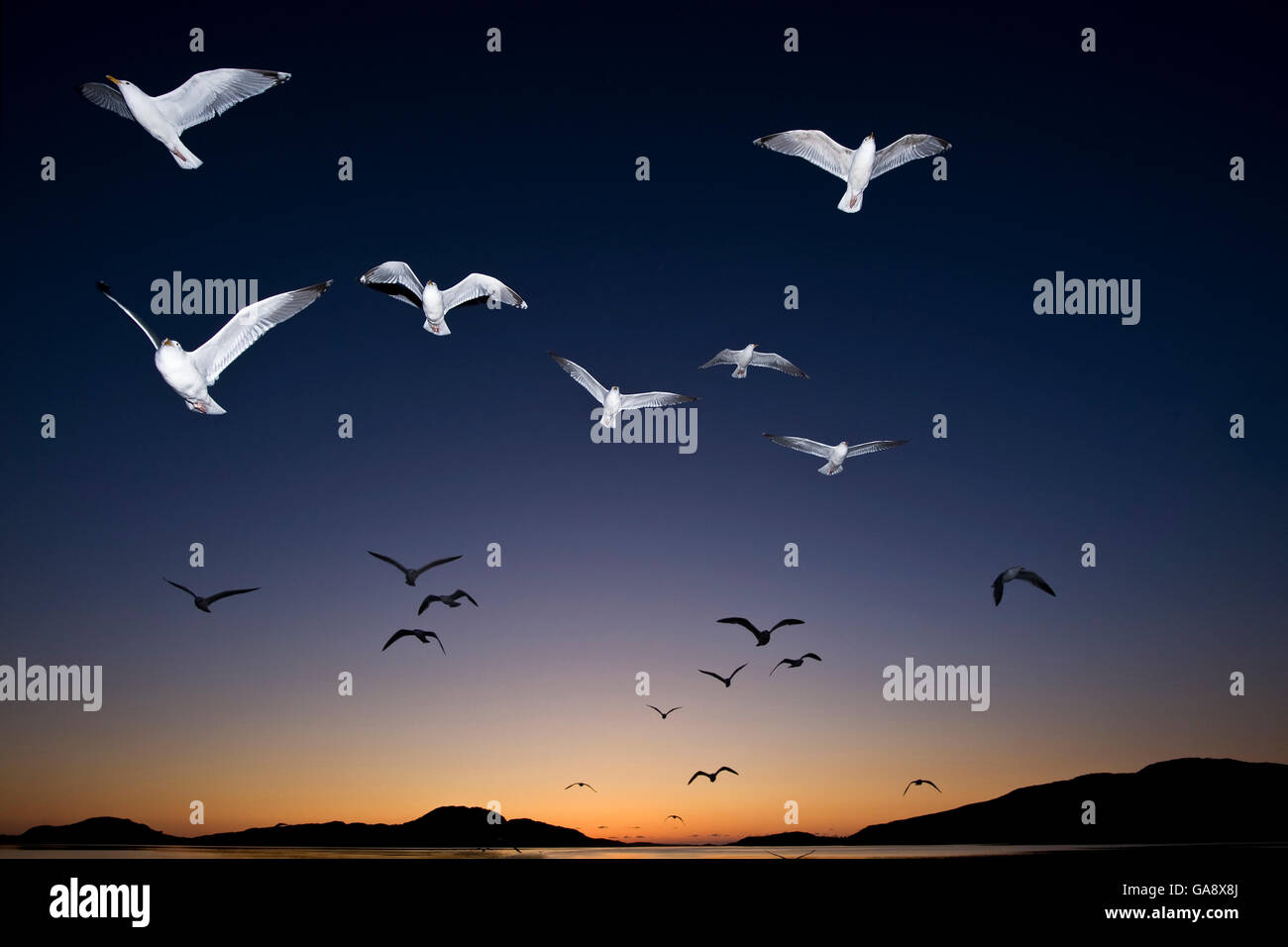 Europäische Silbermöwen (Larus Argentatus) im Flug bei Sonnenuntergang Norwegen, Mai. Stockfoto