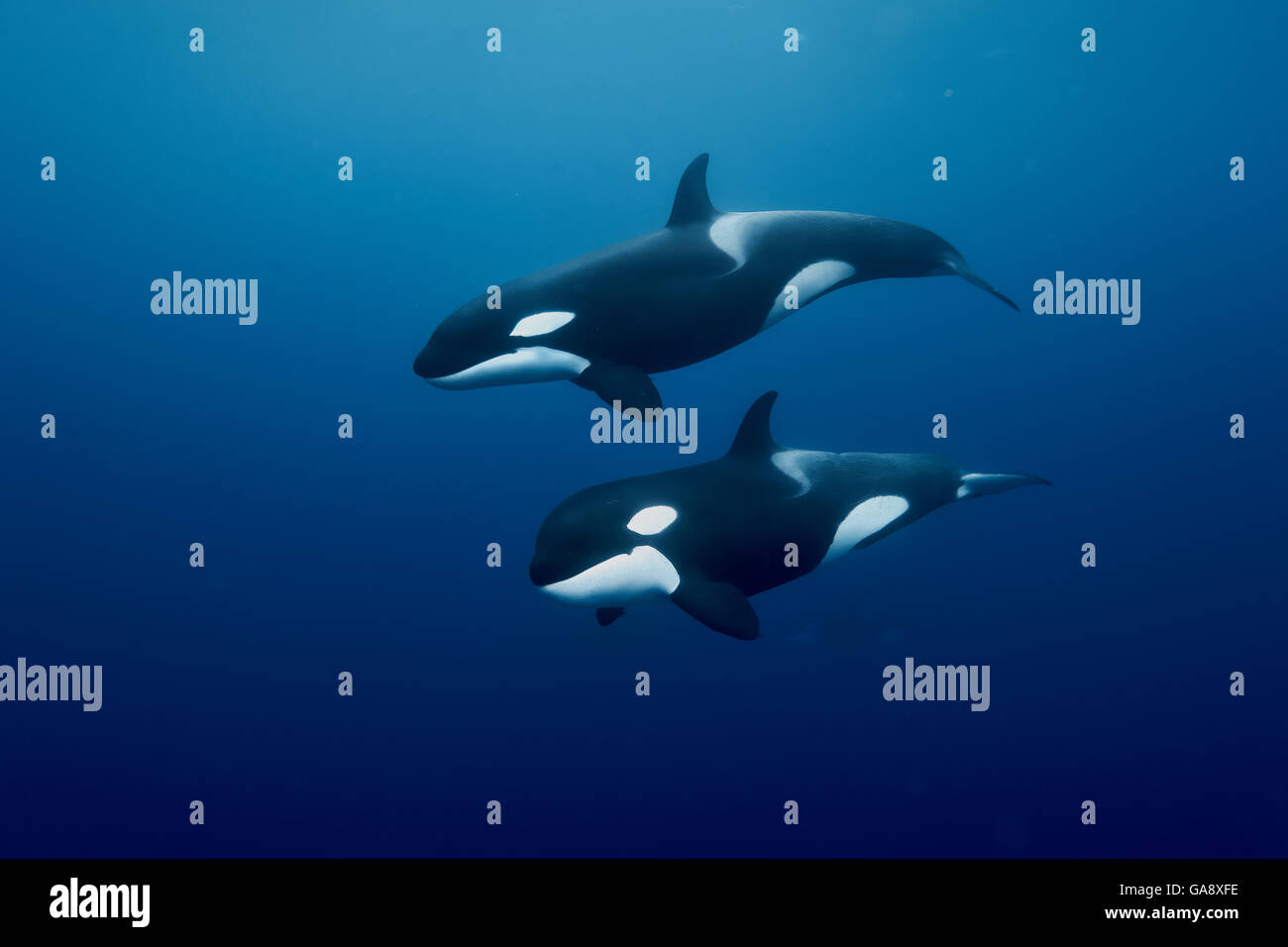Orcas / Schwertwale (Orcinus Orca) Schwimmen im Freiwasser, Three Kings Islands, Neuseeland. Pazifischen Ozean. Stockfoto