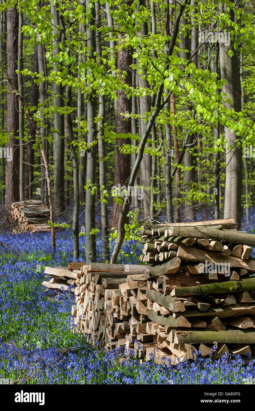 Holzstapeln unter blühenden Glockenblumen (Hyacinthoides non-Scripta) in Buche Wald, Hallerbos / Halle Forest, Belgien, April. Stockfoto