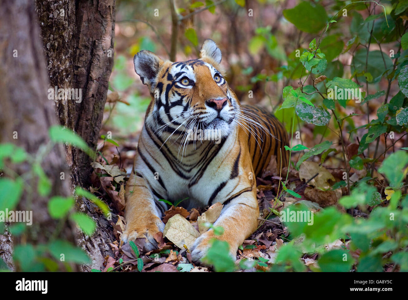 Bengal-Tiger (Panthera Tigris Tigris), weibliche Rast- und Nachschlagen von Kanha Nationalpark, Indien. Stockfoto