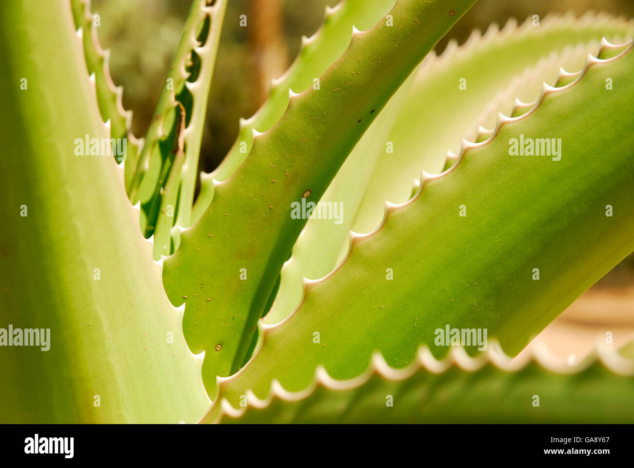 Nahaufnahme von Sisal (Agave Sisalana) Berenty, Süd-Madagaskar. Stockfoto