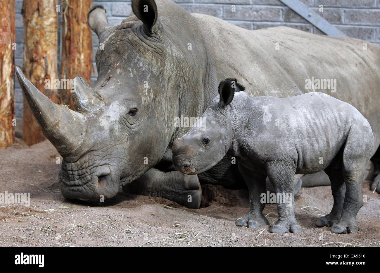 Baby afrikanische White Rhino macht öffentliches Debüt Stockfoto