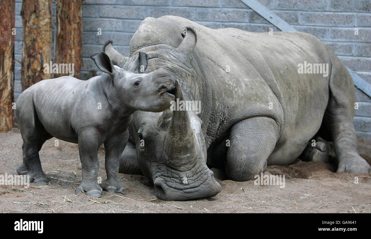 Baby afrikanische White Rhino macht öffentliches Debüt Stockfoto