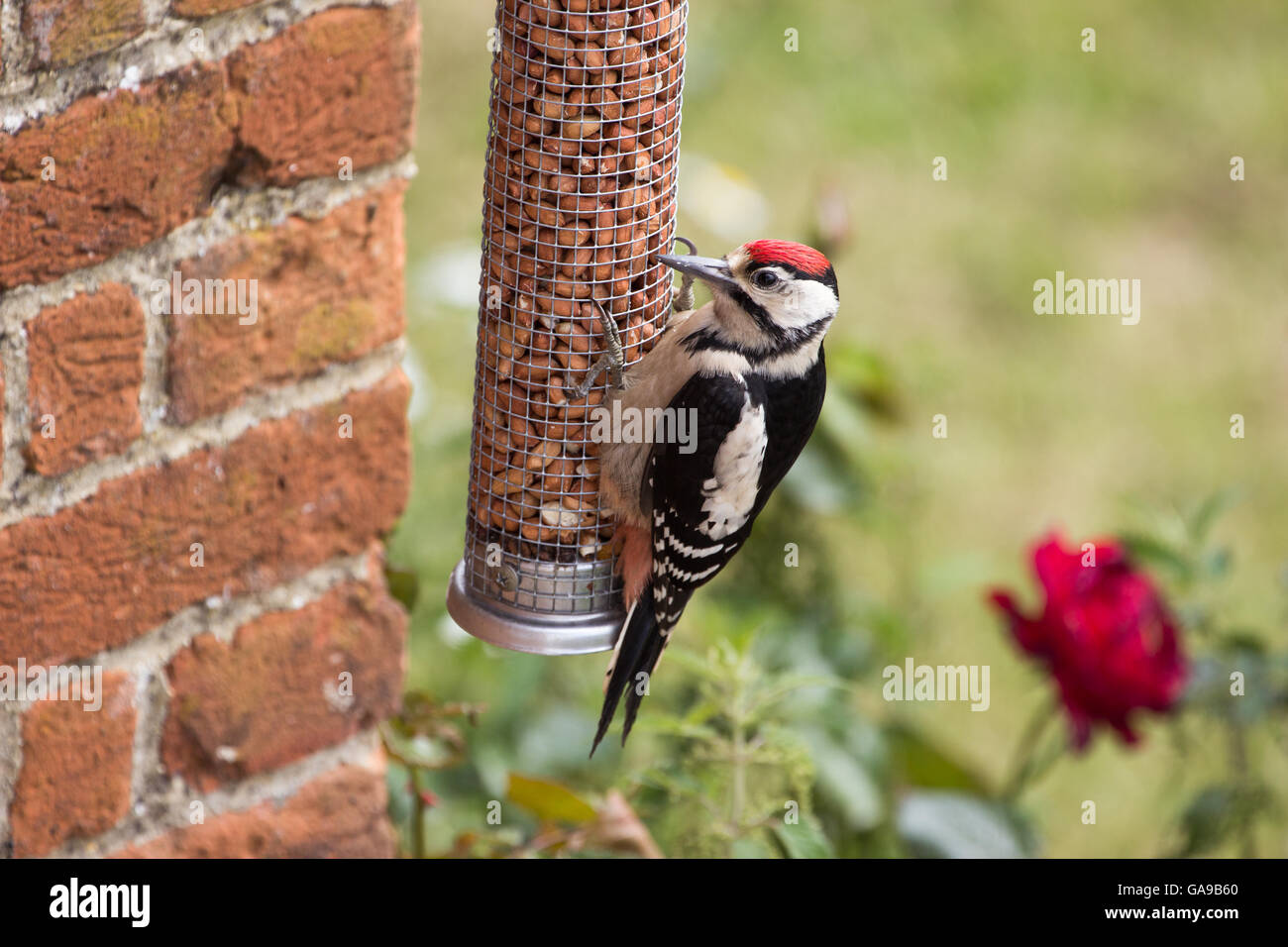 Größere Spotted Woodpecker ernährt sich von Mutter Feeder im Landhaus Stockfoto